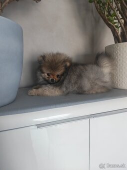 Pomeranian - 3