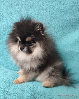 Pomeranian s PP - 3