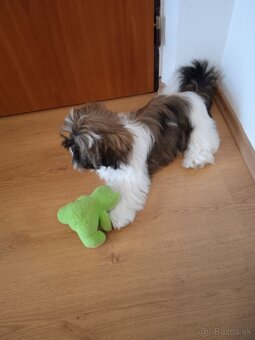Shi-tzu - 3