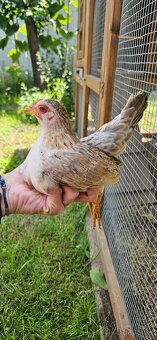 Ayam serama - 3