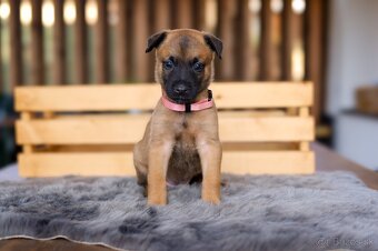 Belgický ovčiak Malinois - 3