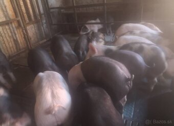 Presticke X Pietrain 20-25kg - 3