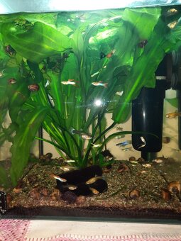 Darujem 30 litrové akvárium - 3