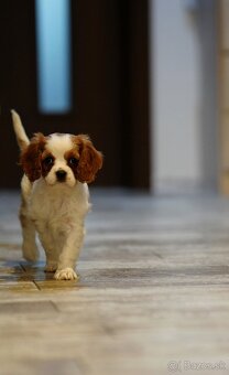 Cavalier King Charles Španiel - 3