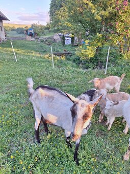 Dojna koza a kozliatka - mlieko skoro bez kozieho pachu - 3