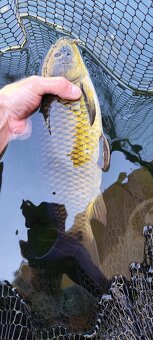 koi kapre - 3