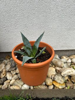 Agave (17cm) v plastovom crepniku - 3