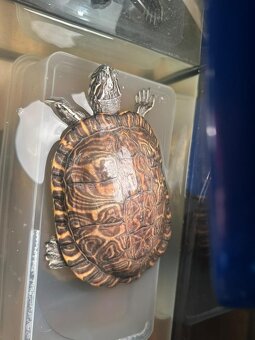 Vodná korytnačka - 3