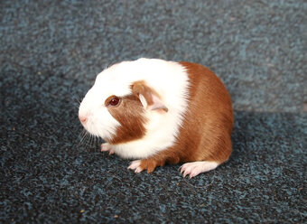 Morča, morčiatka - crested s rodokmeňom z CHS - 3