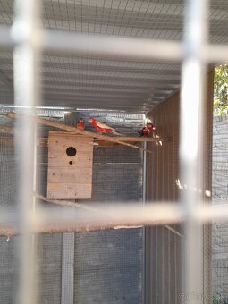 Rozela pestra rubino - 3