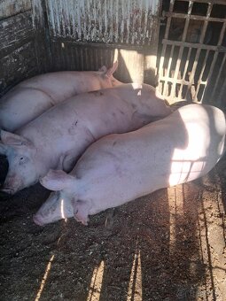 Predam ošípané - 3