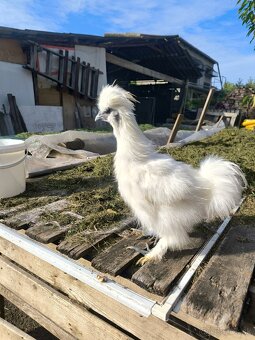 Predám hodvábničky biele veľké - 3