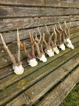 Srnčie trofeje na čielkach - 3