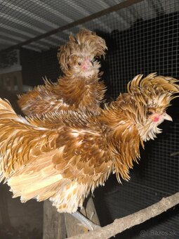 Zdrobnelka Paduanka zlato pláva bielo lemovaná - 3