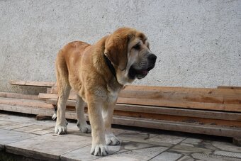 Španielsky mastin s PP FCI - 3