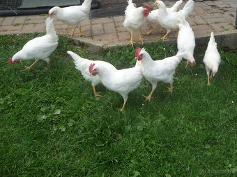 Marans a Leghorn - 3