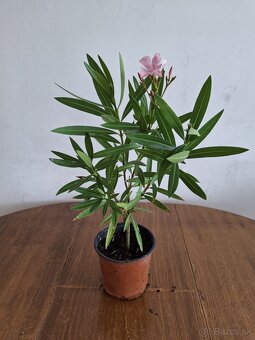 Oleander - 3