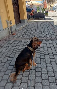Fešák na krytie, anglický kokeršpaniel, koker - 3
