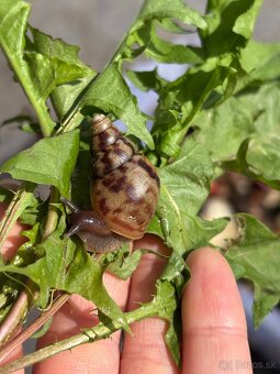 Achatina - 3