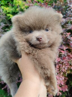 Pomeranian s PP - 3