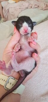 Cornish rex s PP - 3