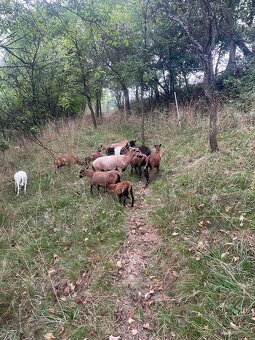 Kamerunské ovce - 3