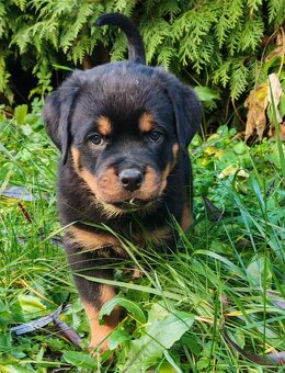 Rotvajler,rottweiler,RTV, šteniatka rottweilera - 3