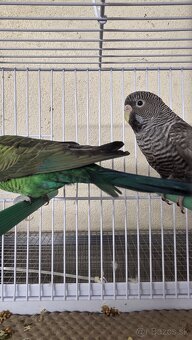 Andulka blackface - 3