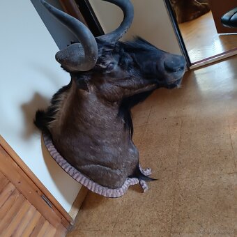 Trofeje, pakôň - 3