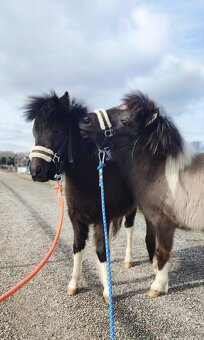 Predám 9 mesačneho poníka - 3