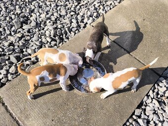 AMERICKÝ STAFORDŠÍRSKY TERIÉR s PP - 3