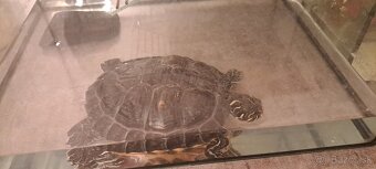 Predám vodnú koritnačku - 3