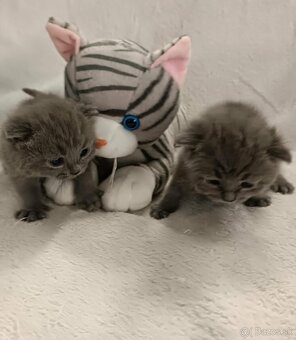 Britské krátkosrsté mačiatka - 3