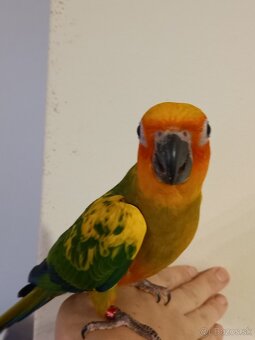 Aratinga slnečná krotka - 3