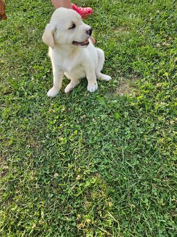 Labrador/Slovenský čuvač - 3
