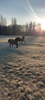 Polski konik (Tarpan) - 3