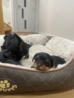 YORKSHIRE TERRIER - 3