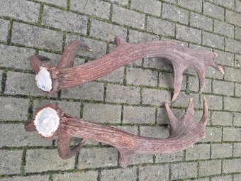 Trofej trofeje paroh parohy parozie zhody - 3