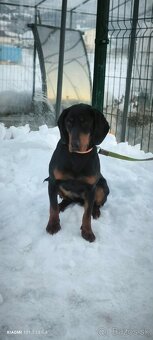 Slovenský kopov - 3