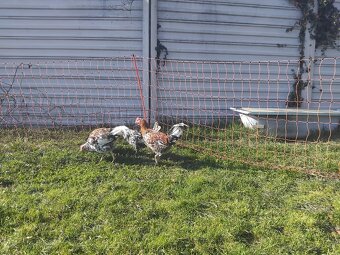 Svedska kvetinka - 3