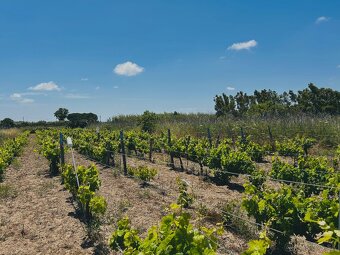Vinice na Sardinii - 3