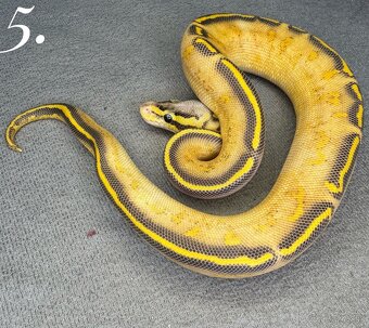 Predám nádherne mladata Python Regius 2024 - 3