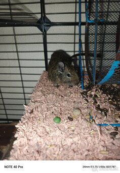 Osmak Degu - 3