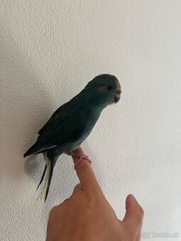Kakariki - 3