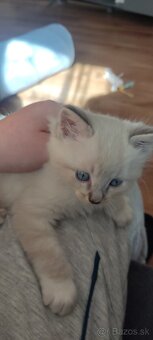 Ragdoll mačiatka - 3