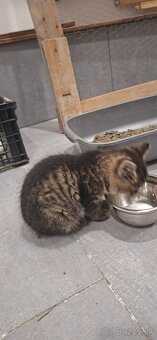 Darujem mačiatko - 3