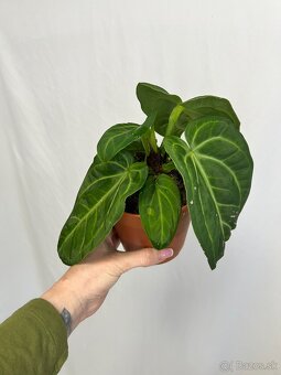 Anthurium Villenaorum - 3