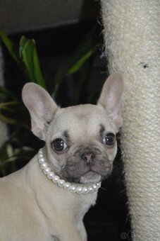 Francúzsky buldoček s pp - 3