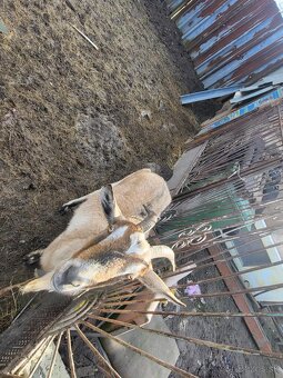 Predám kozu a Capa - 3