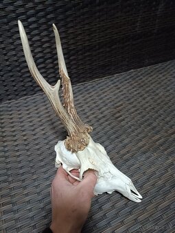 Parohy, zhody, trofeje, srnce - 3